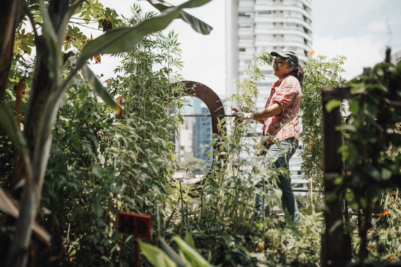 home-hero A woman gardener enjoying her time in a lush urban rooftop garden surrounded by skyscrapers.
