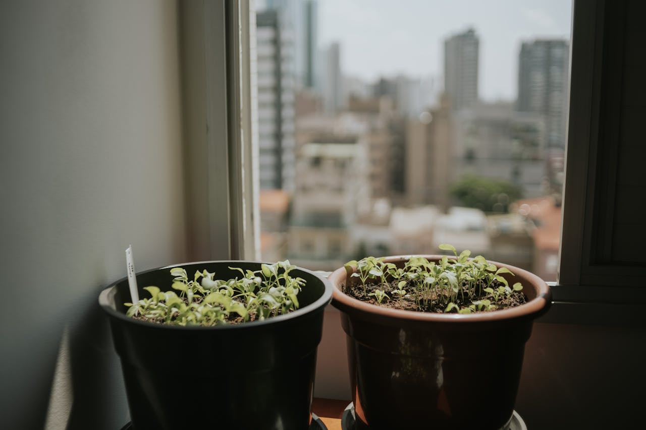 services-03 Two potted plants on a windowsill with a blurred cityscape in the background, capturing urban gardening.