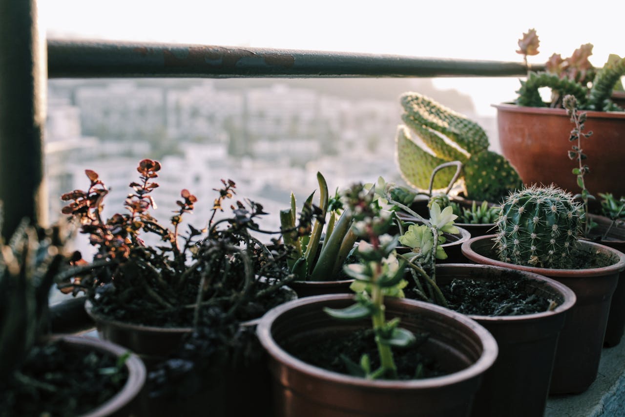 services-02 A serene arrangement of succulents and cacti in pots on a sunlit balcony.
