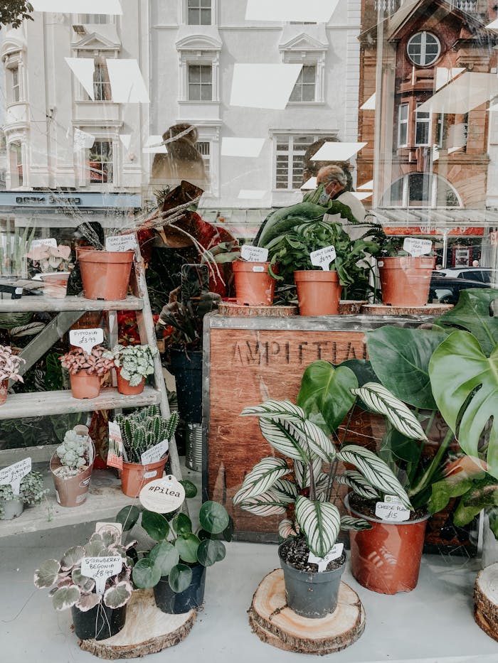 missions Charming urban plant shop featuring various potted plants seen through a glass window.