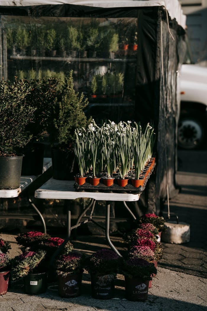An assortment of potted plants displayed at an outdoor urban market under sunlight.