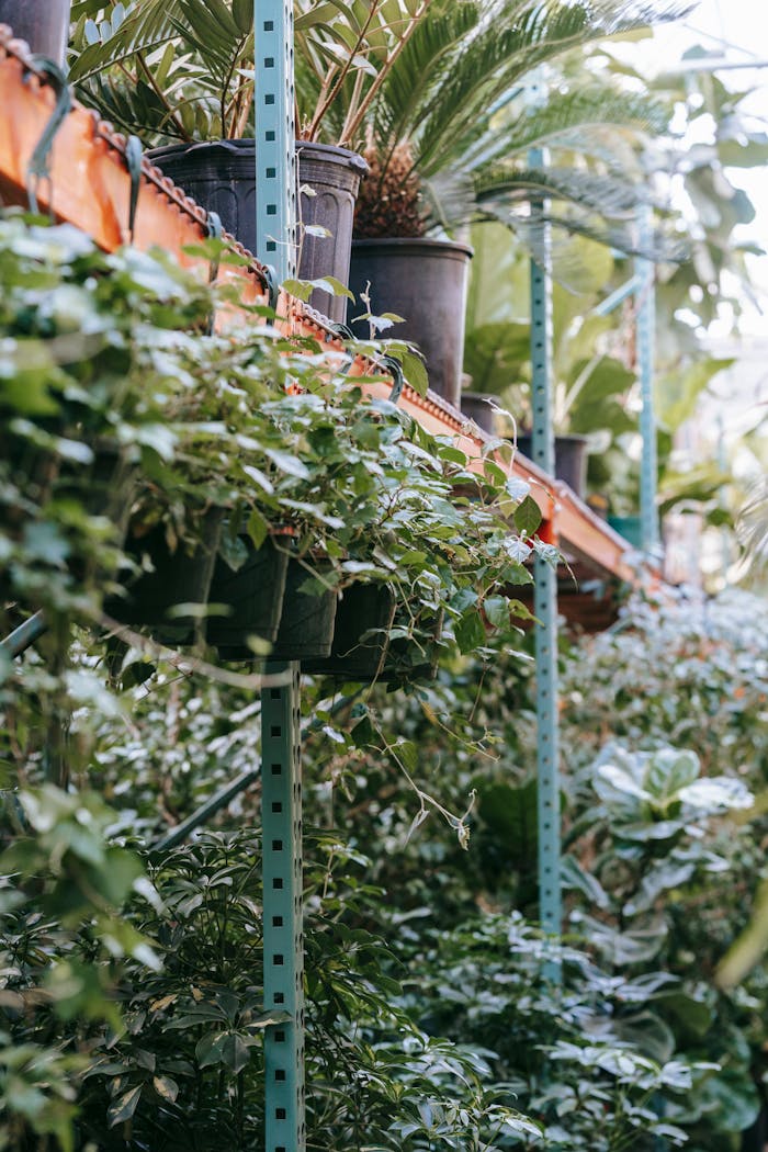 Fresh small potted plants with verdant leaves placed on shelves in summer sunlight