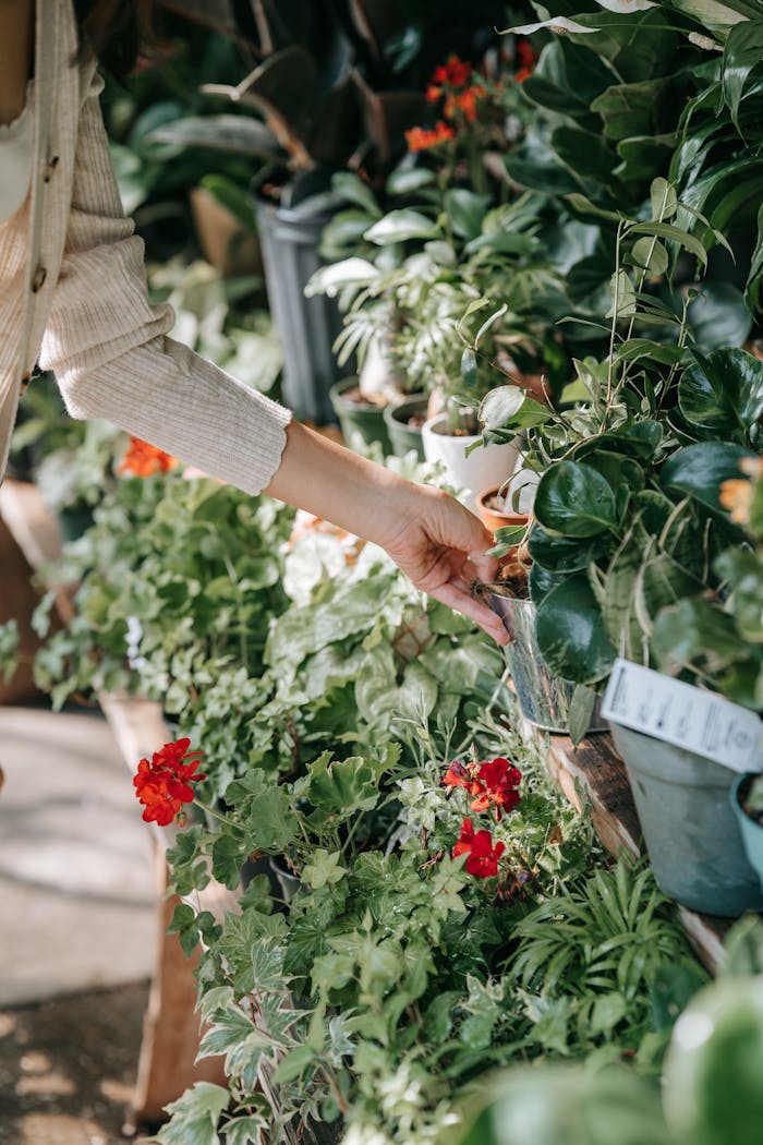 A close-up of hands tending to various plants and flowers in an outdoor garden under sunlight.